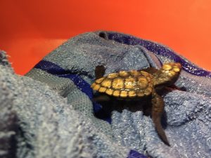 Sea Shelter's very first hatchling rescue