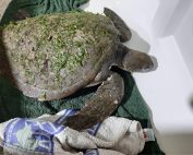 Rescued Green Sea Turtle at Sea Shelter