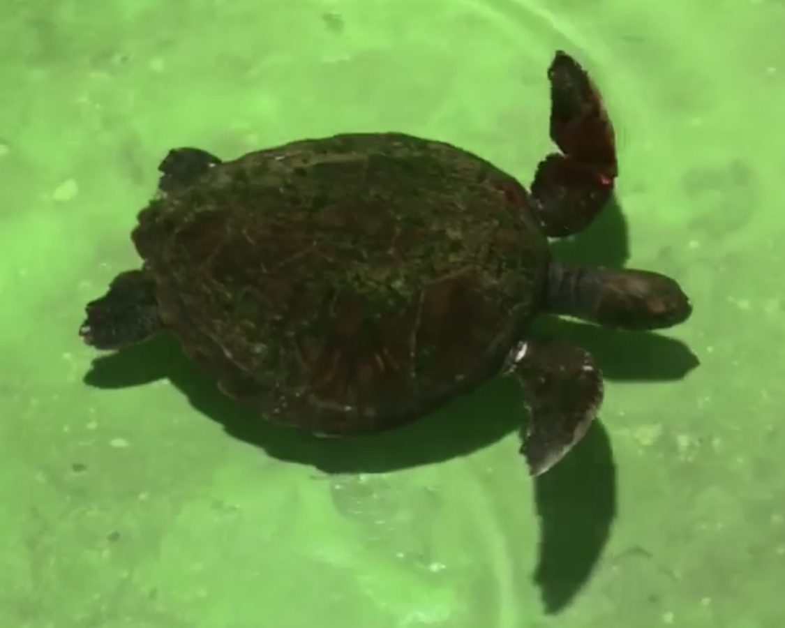 Rescued Sea Turtle in fresh water bath
