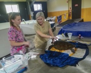 The Wild Vet working on rescued Sea Turtle