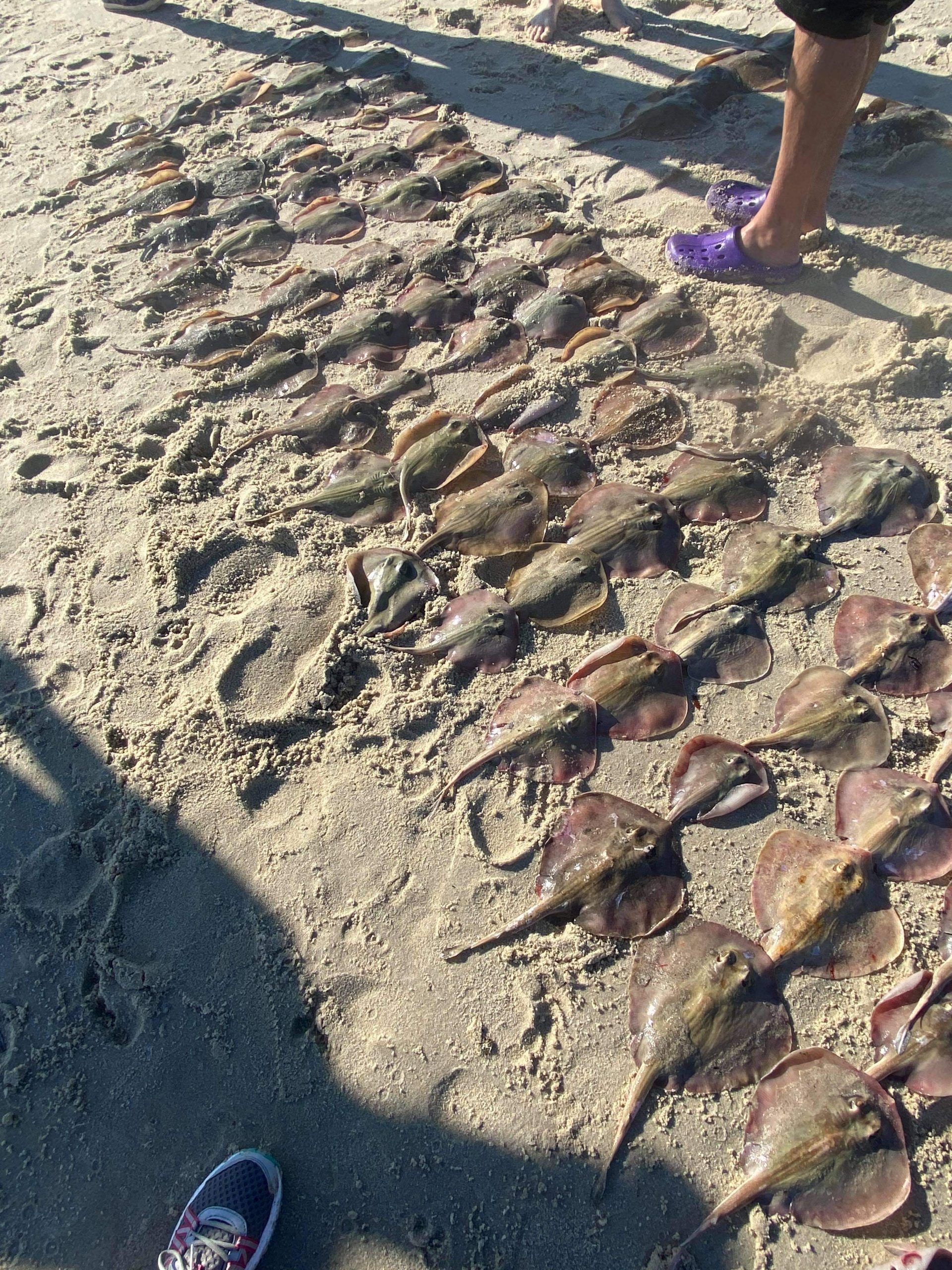 Masses of deceased rays at Jimmies Beach