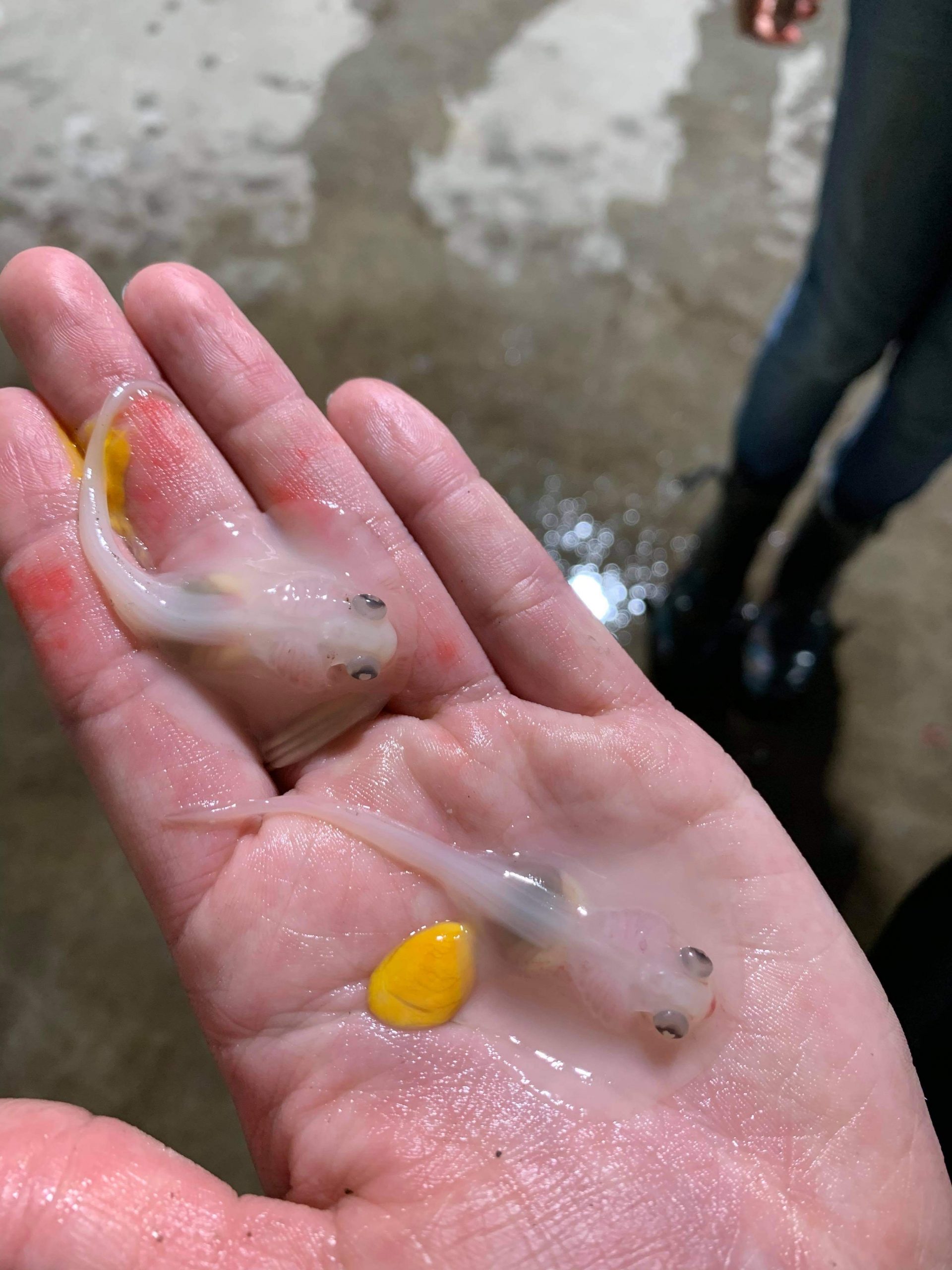 Premature ejected stingray pups during Sea Shelter rescue