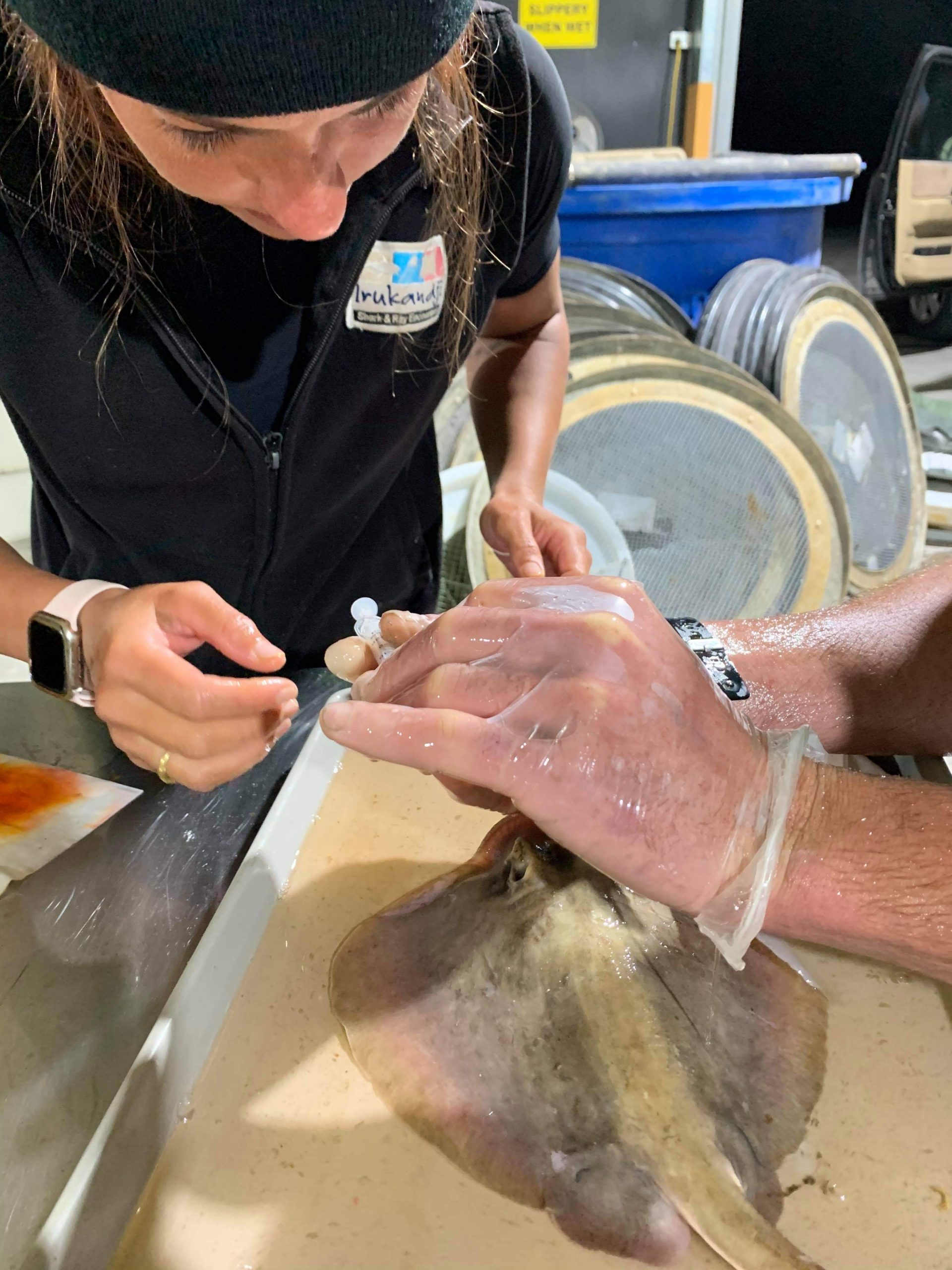 Treating the injured stingrays