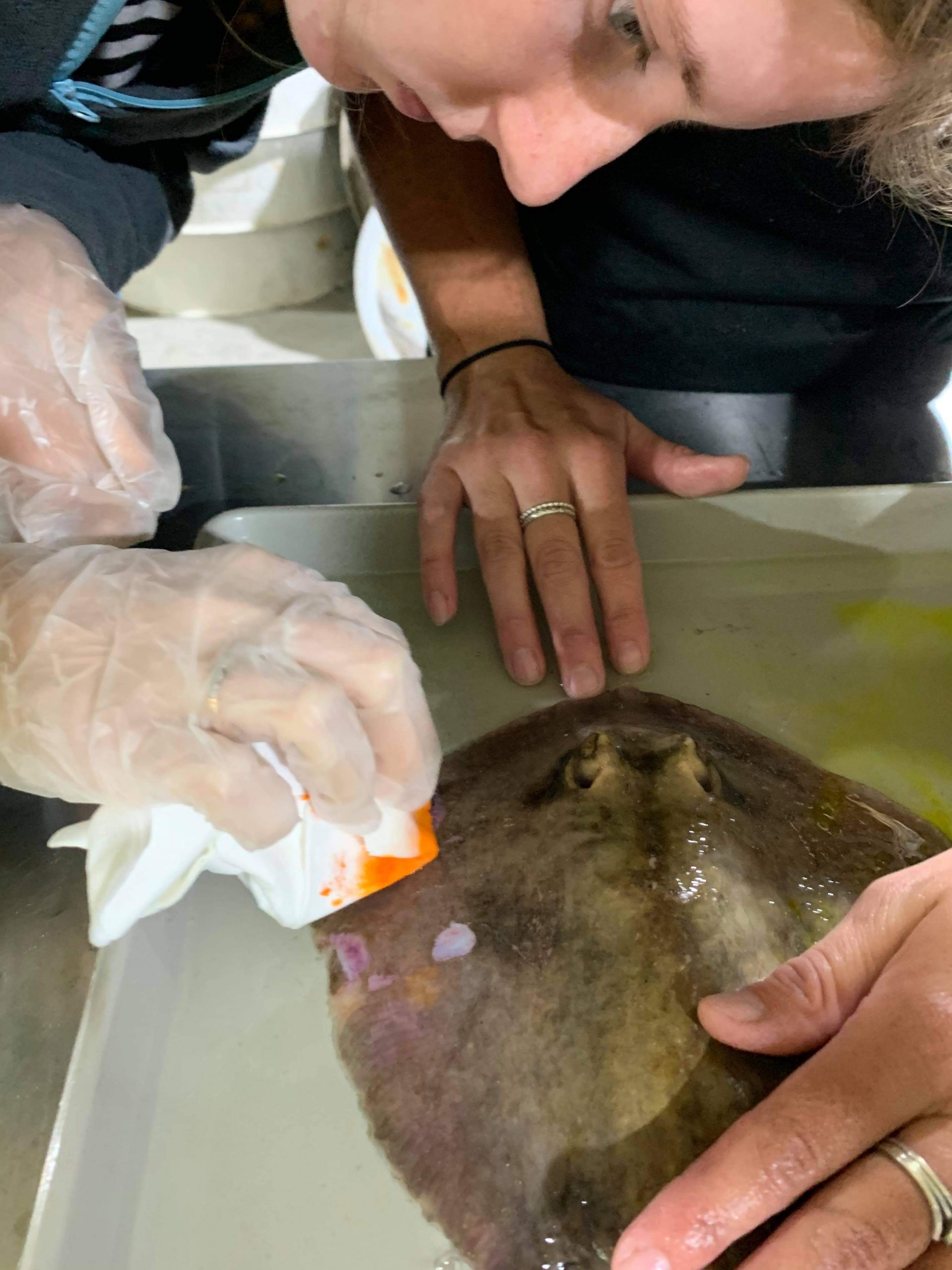 One of the surviving rays receiving treatment