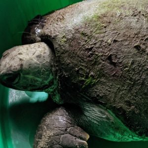 rafiki turtle rescue