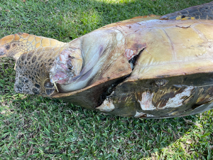 turtle with boat propeller injury